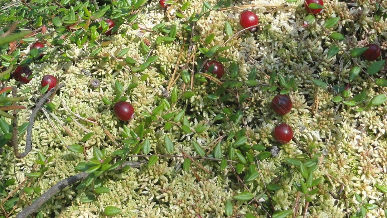  Cranberry plant Wikicommons 