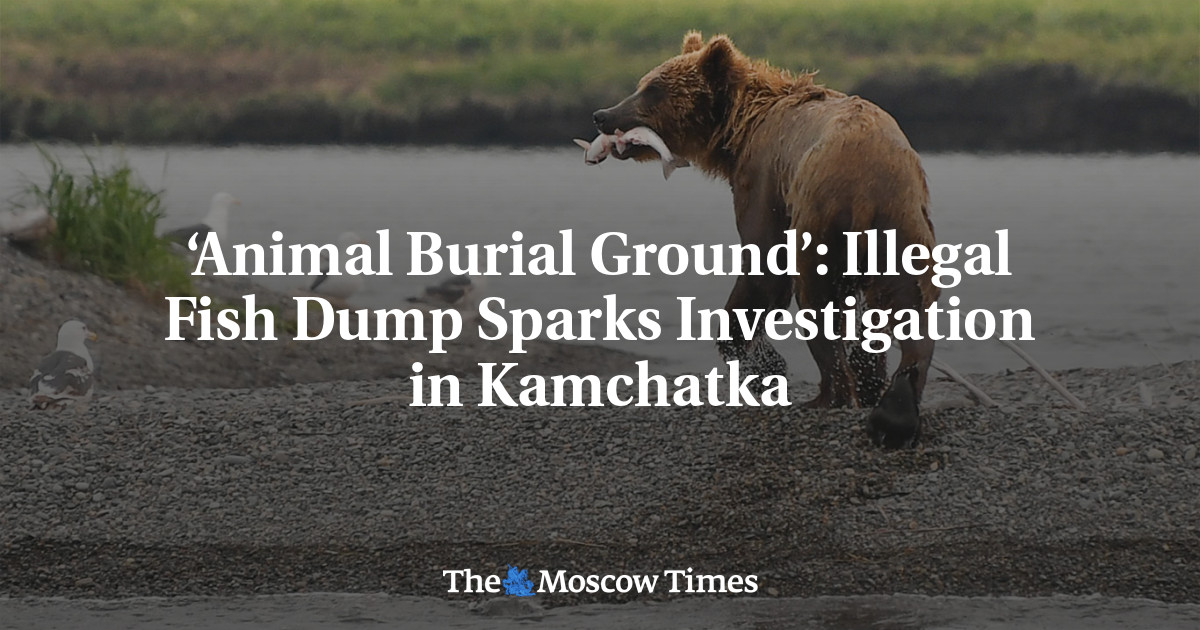 ‘Animal Burial Ground’: Illegal Fish Dump Sparks Investigation in Kamchatka