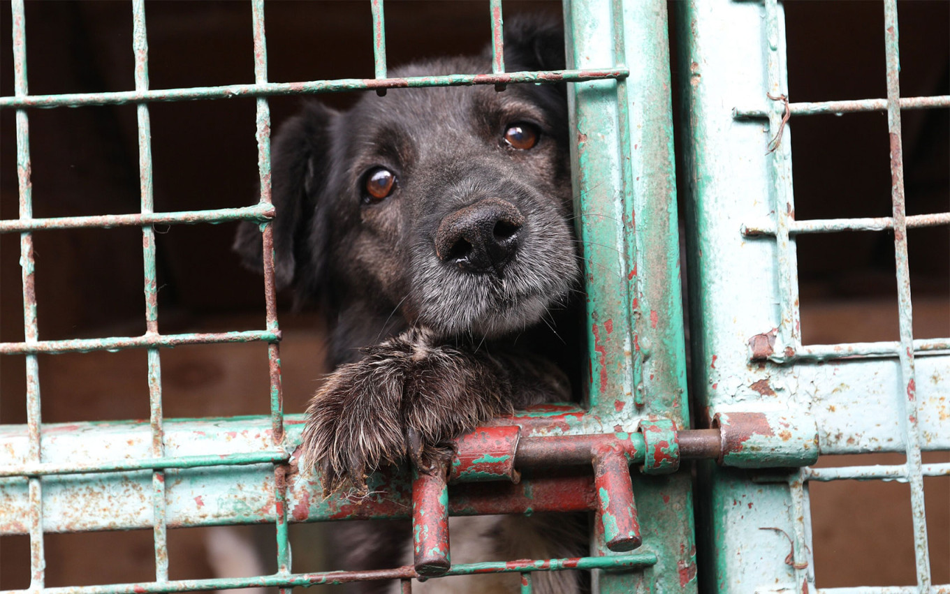  Stray animal shelter. Kirill Zykov / Moskva News Agency 