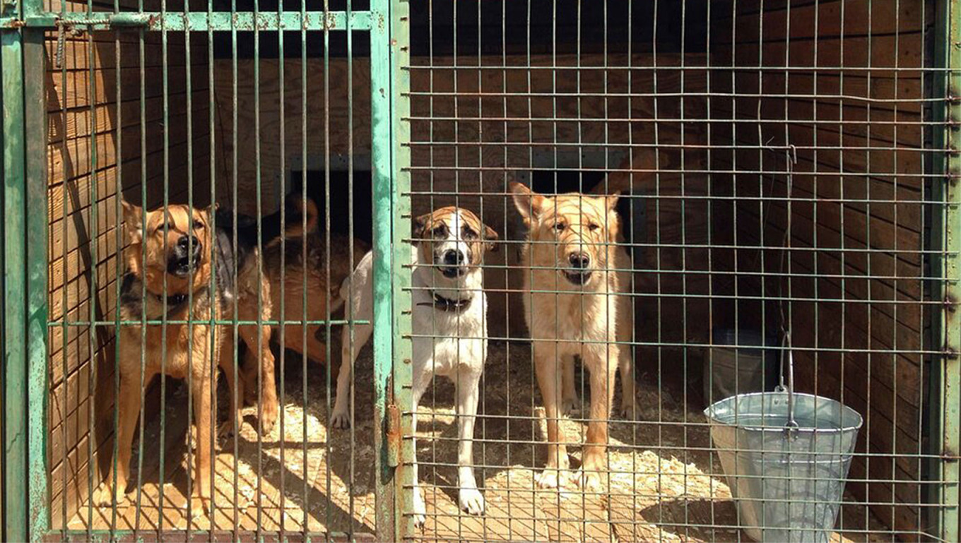 ‘Death Sentence’: Russia Passes Law Permitting Euthanization of Stray Animals
