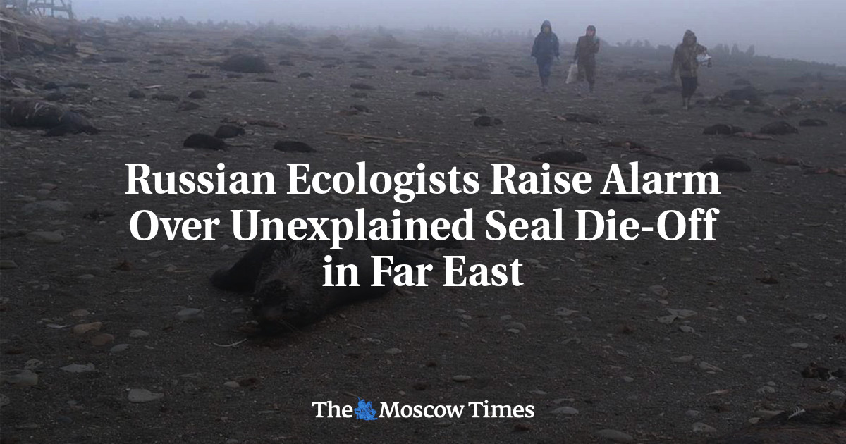 Russian Ecologists Raise Alarm Over Unexplained Seal Die-Off in Far East