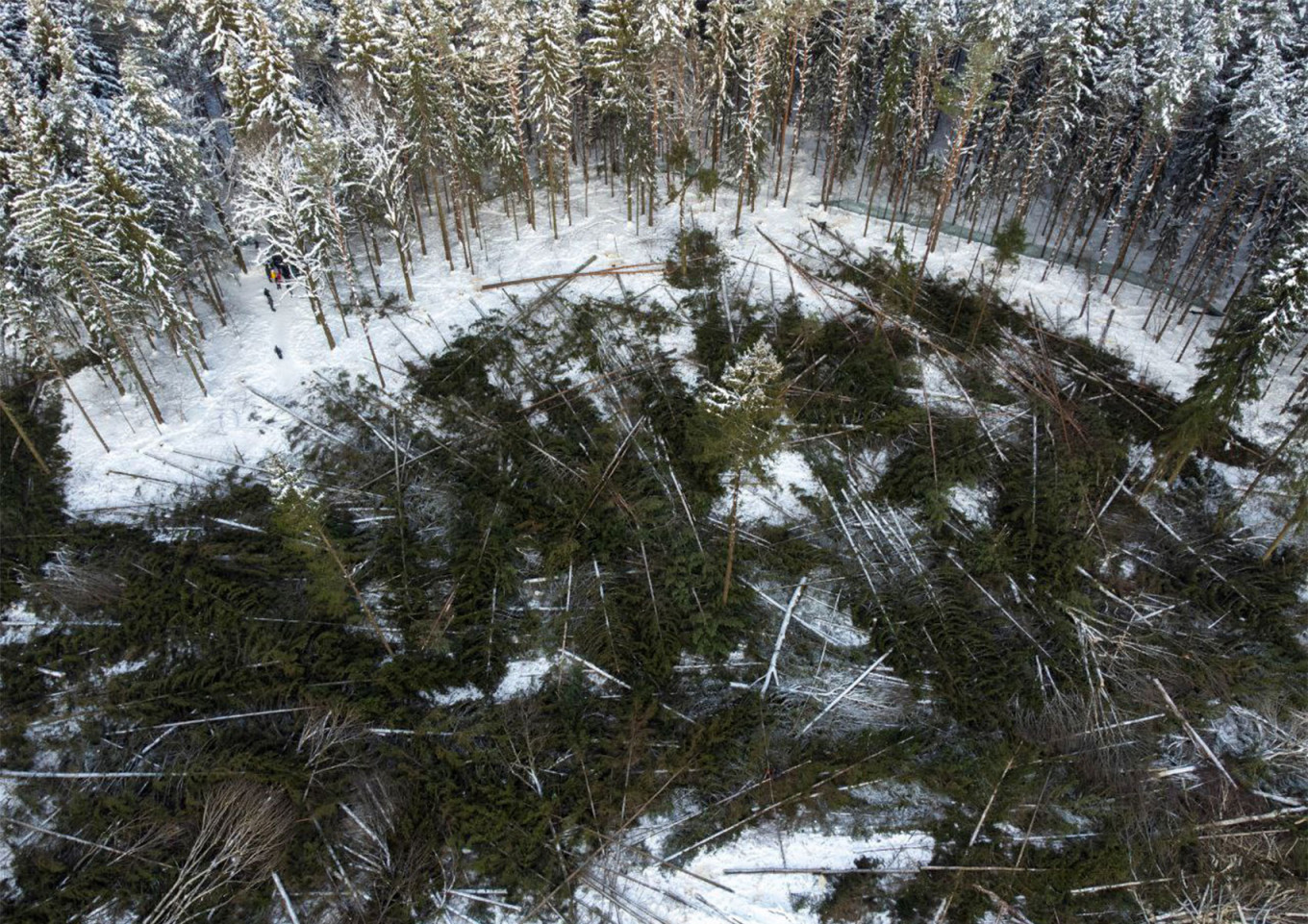  Troitsky Forest. Photo courtesy of the Save Troitsky Forest initiative 