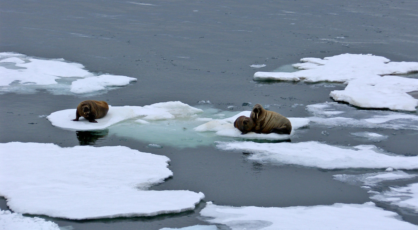  Walruses on Hayes Island, Primorsky district. RM4Y (CC BY-SA 3.0) 