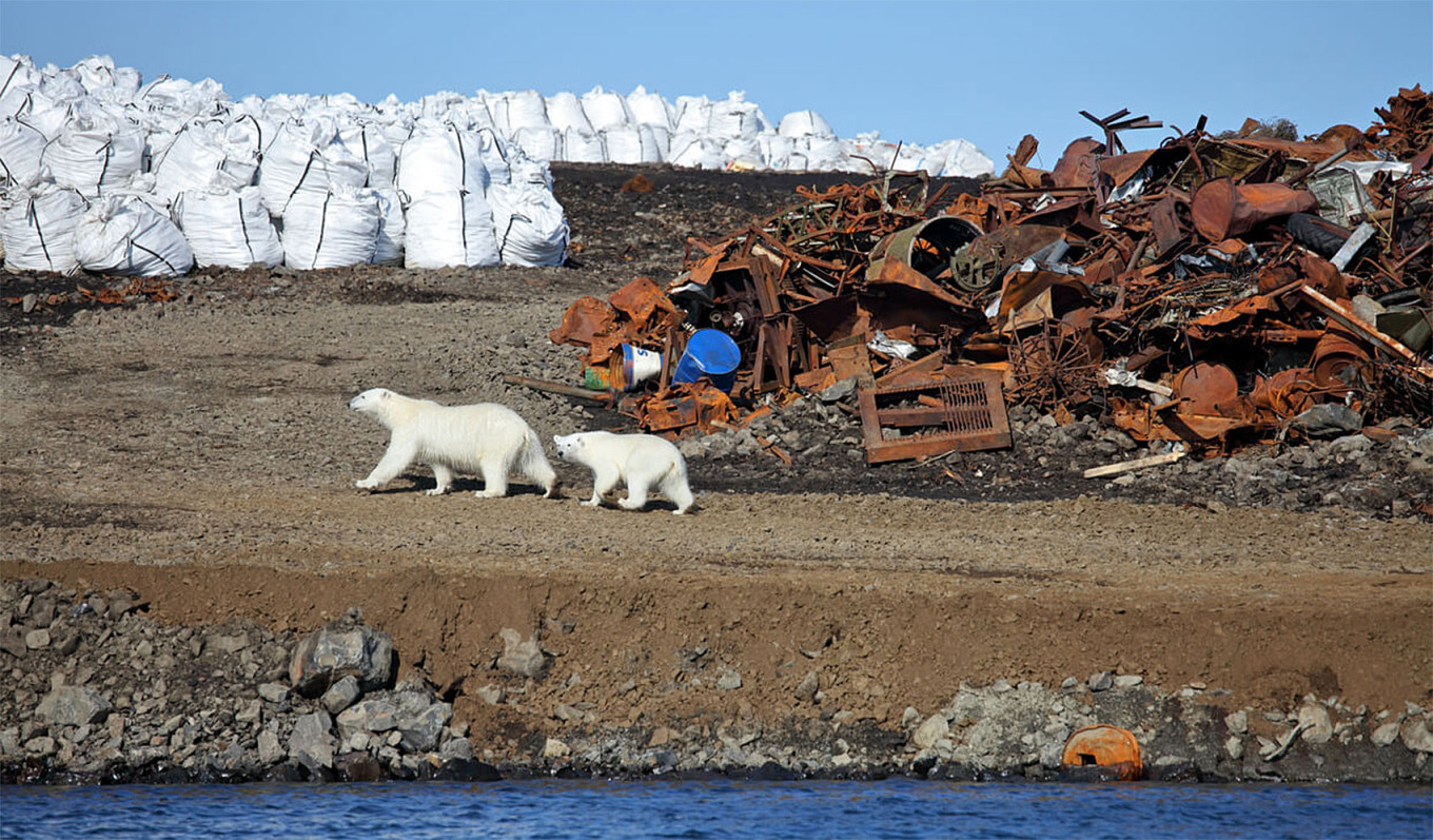  Polar bears wander near a waste site. nia.eco 