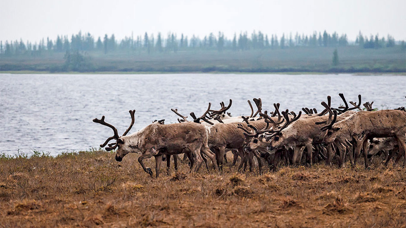  Reindeer on the Yamal Peninsula. Aleksandr Popov / flickr (CC BY-SA 2.0) 