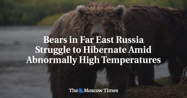 Bears in Far East Russia Struggle to Hibernate Amid Abnormally High Temperatures