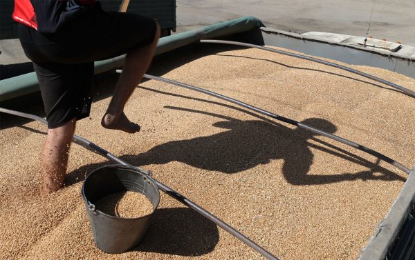 Russian Theft of Ukrainian Grain Likely a War Crime, Legal Analysis Says