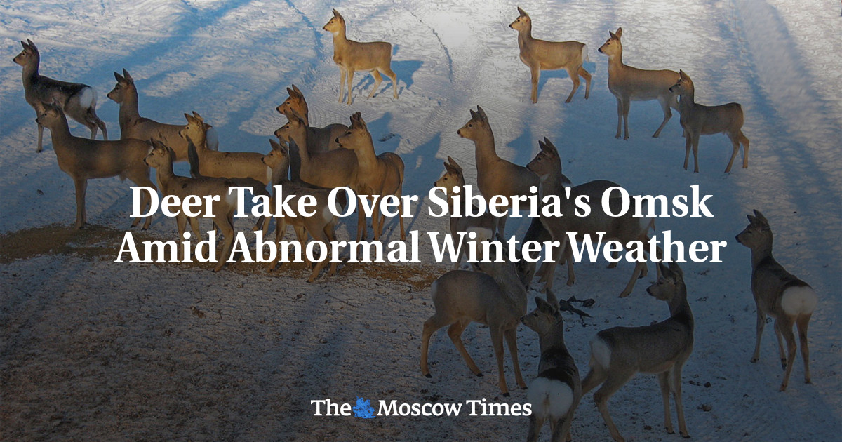Deer Take Over Siberia’s Omsk Amid Abnormal Winter Weather