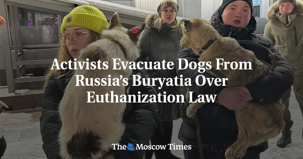 Activists Evacuate Dogs From Russia’s Buryatia Over Euthanization Law