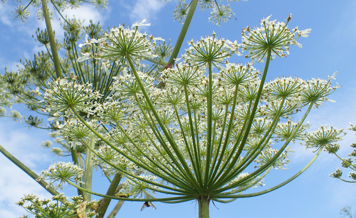  Sosnovsky’s hogweed flowers. Krzysztof Ziarnek (CC BY-SA 4.0) 