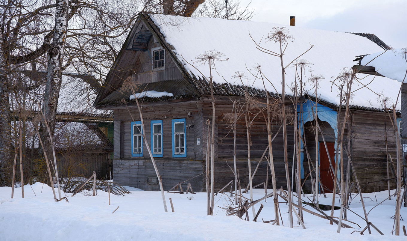  Sosnovsky’s hogweed in the Tver region. MT 