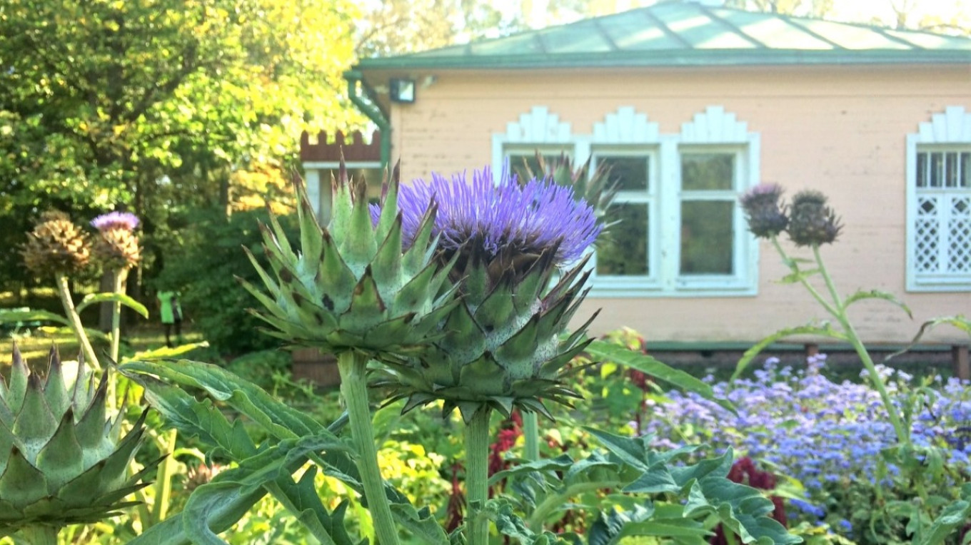  Artichokes still grow at Chekhov's estate in Melikhovo near Moscow. Courtesy of the authors 