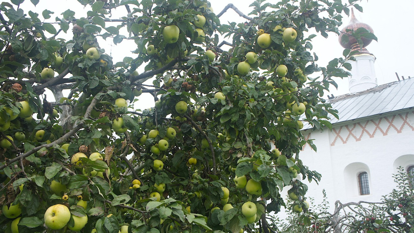  Apples at the Kyiv-Pechersk Lavra. Courtesy of authors 