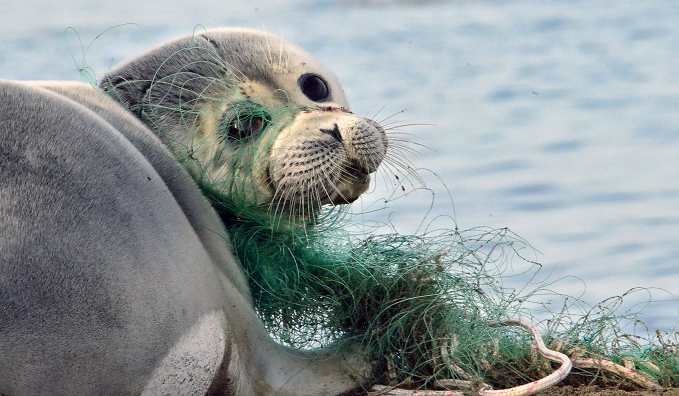  Caspian seal entangled in nets. sev-in.ru 