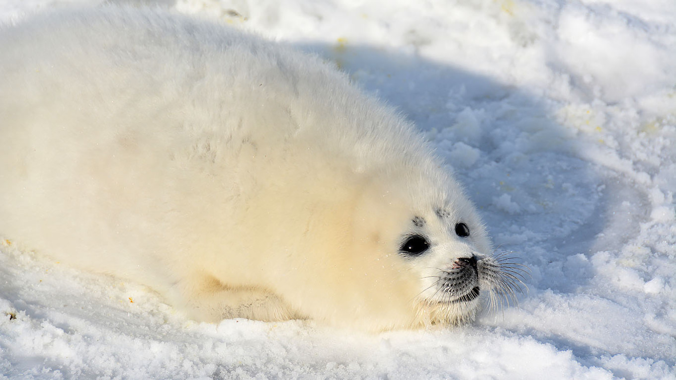  Caspian seal pup. sev-in.ru 