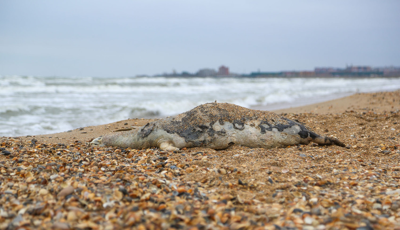  A dead Caspian seal washed ashore the Caspian Sea in Dagestan. Musa Salgereyev / TASS 