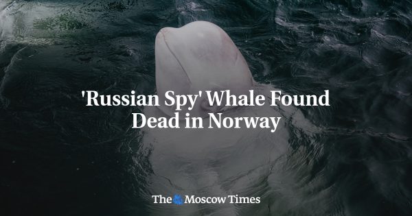 ‘Russian Spy’ Whale Found Dead in Norway