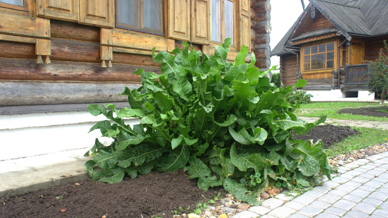  In Suzdal, horseradish grows by every house. Courtesy of authors 