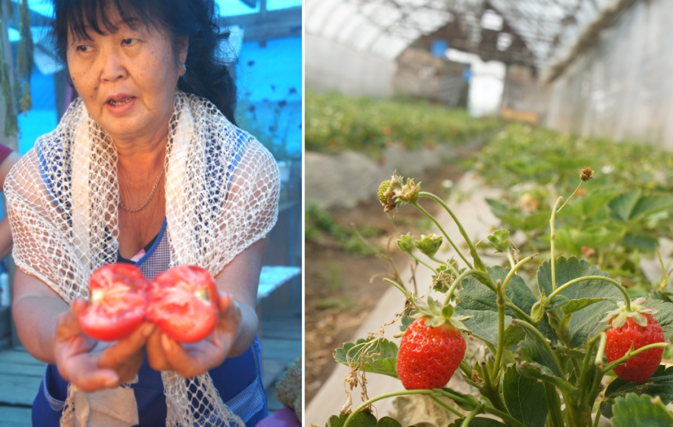  If the short summer in Sakha is not enough, a greenhouse saves the day. Courtesy of authors 